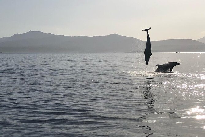 Dolphin Watching Boat Tour from Olbia - Leaving Olbia from Via Piovene