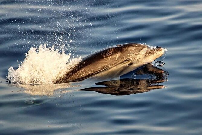 Dolphin watching by boat - Setting out from Alcúdia before sunrise