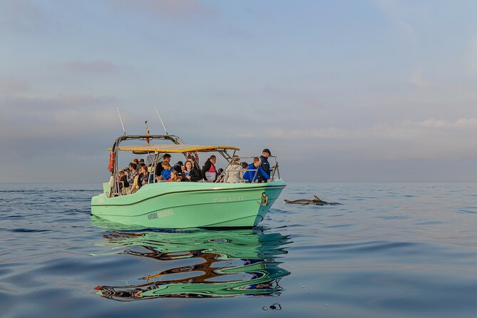 Dolphin watching by boat - Who will enjoy this boat trip most?