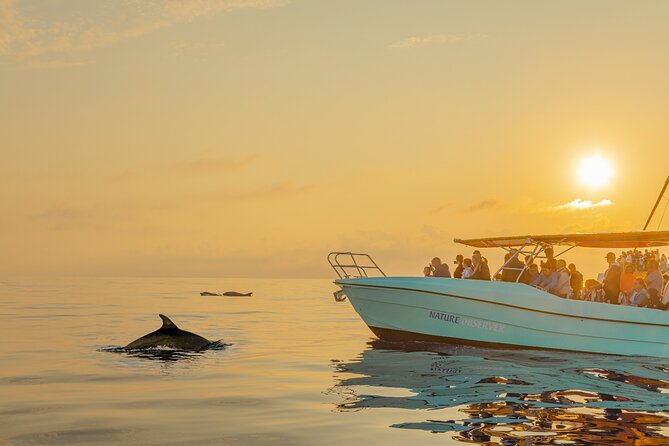 Dolphin watching by boat - Watching dolphins in the open sea
