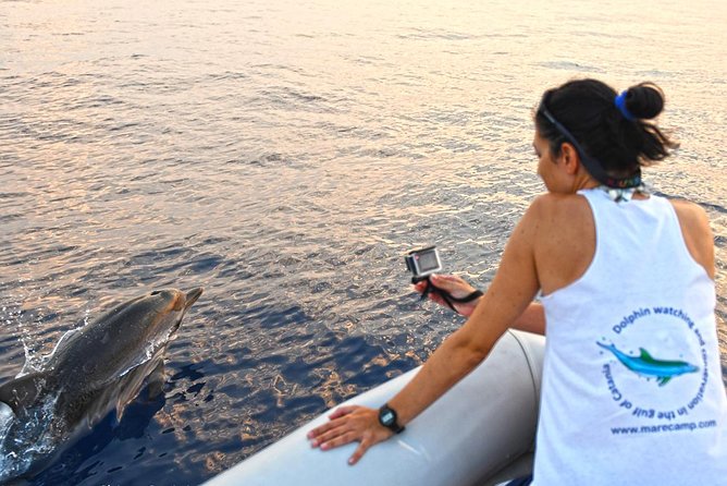 Dolphin Watching & Conservation - Dolphins in the Gulf of Catania - Key points at a glance