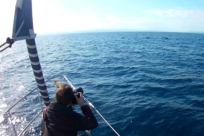 Dolphin Watching & Conservation - Dolphins in the Gulf of Catania - Etna, Catania, and the wider coastal route