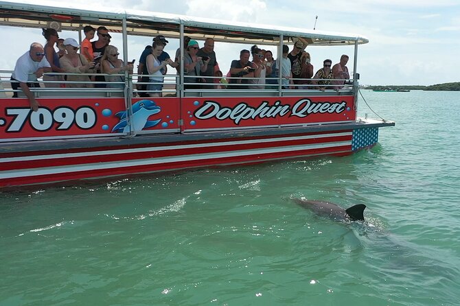 Dolphin Watching/Eco Cruise, John's Pass, Madeira Bch, FL - What the 90-minute dolphin cruise is really like
