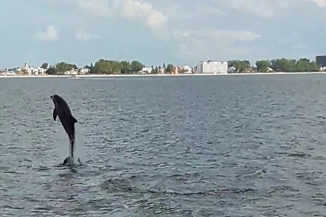 Dolphin Watching/Eco Cruise, John's Pass, Madeira Bch, FL - Watching dolphins in Madeira Beach waters