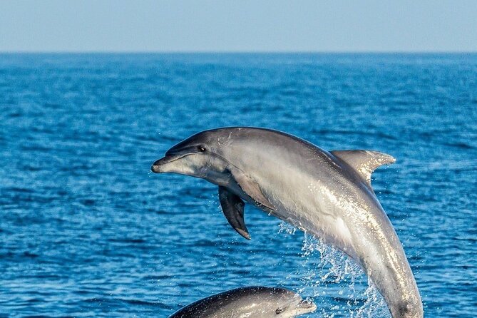 Dolphin Watching Excursion in Gibraltar - What the marine biologist adds