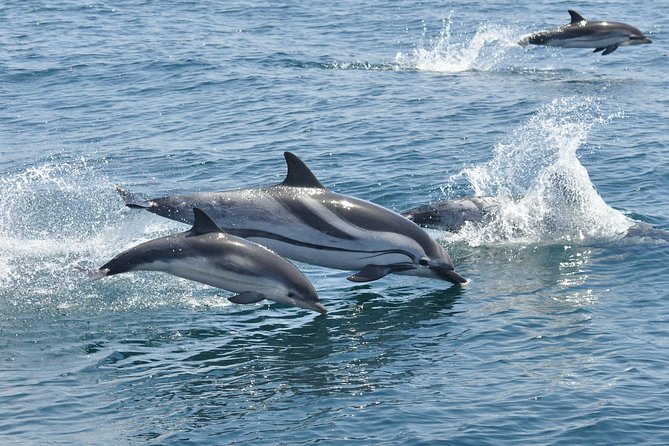Dolphin Watching Excursion in Gibraltar - Space, seating, and the group size