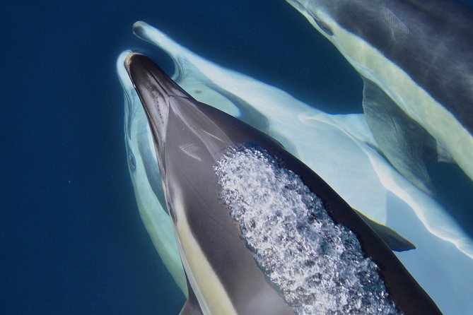 Dolphin Watching Excursion in Gibraltar - Price and what you get for $38.83