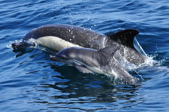 Dolphin Watching Excursion in Gibraltar - Who will enjoy this most