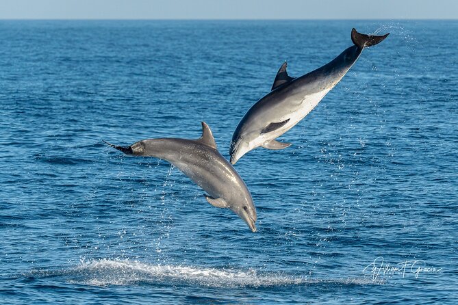 Dolphin Watching Excursion in Gibraltar - Practical tips before you book