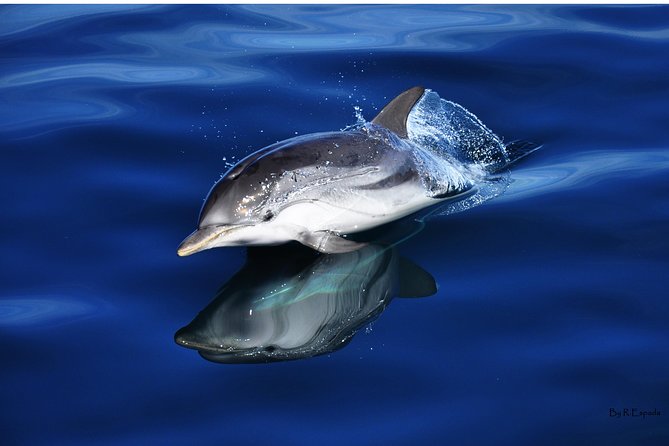 Dolphin Watching Excursion in Gibraltar - Searching for dolphins in the bay