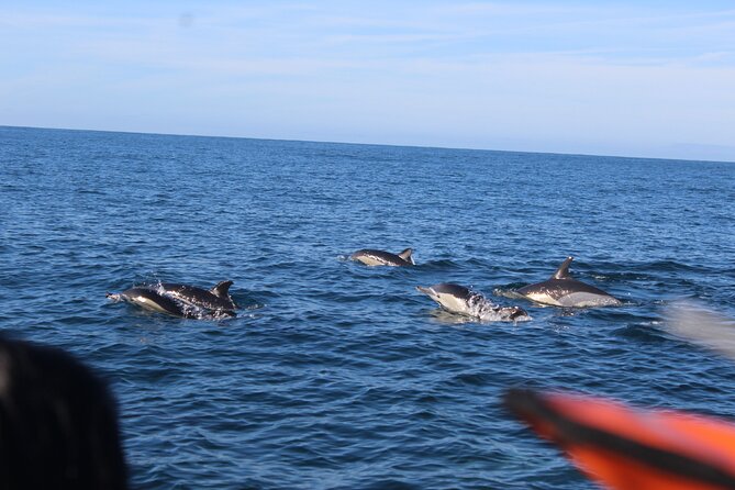 Dolphin Watching from Faro - What the $60.01 price really buys