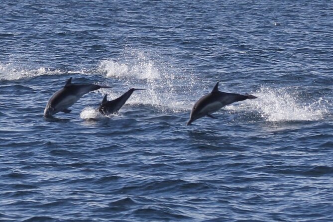 Dolphin Watching from Faro - Weather, safety, and the small-group setup