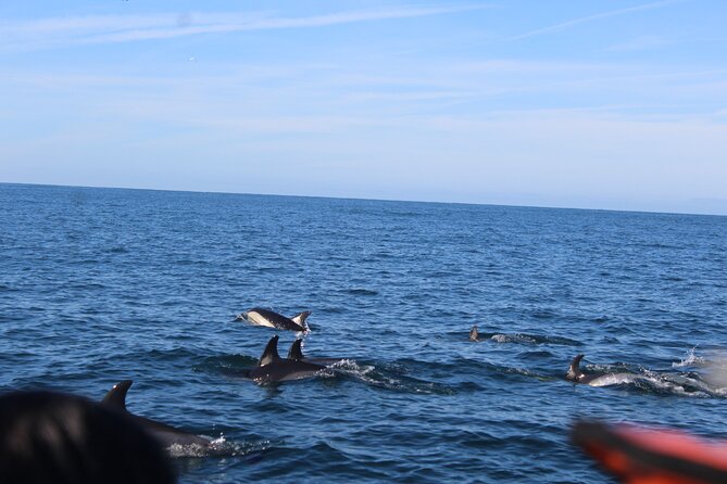 Dolphin Watching from Faro - Who will enjoy this Faro boat trip most