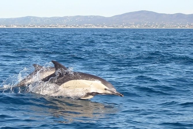 Dolphin Watching from Fuzeta - Setting out from Fuseta at 8:00 a.m.