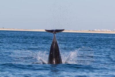 Dolphin Watching from Fuzeta