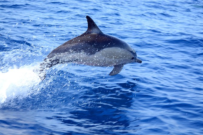 Dolphin Watching from Fuzeta - Who will get the most from this trip