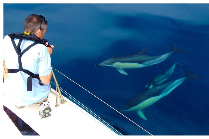 Dolphin Watching from Fuzeta - Practical booking advice for Fuseta