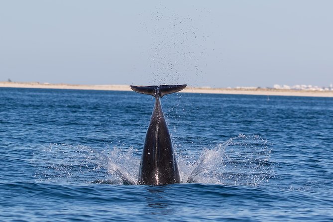 Dolphin Watching from Fuzeta - The Ria Formosa gives the trip a second focus