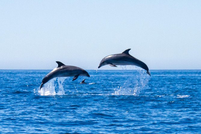 Dolphin Watching from Lagos with Marine Biologists - From Lagos Train Station to the RIB