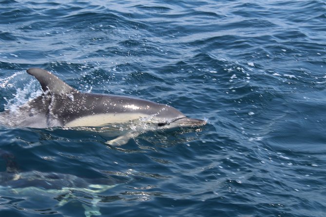 Dolphin Watching from Lagos with Marine Biologists - The ride out: fast, open, and part of the fun