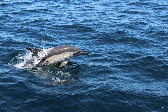 Dolphin Watching from Lagos with Marine Biologists - Is $48.39 good value?