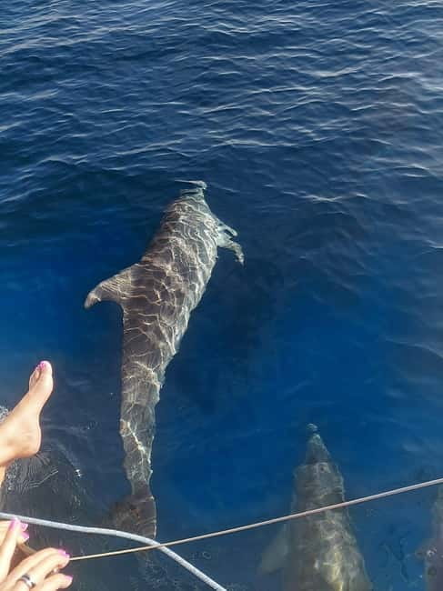 Dolphin watching in Estepona - Setting Out From Estepona Marina