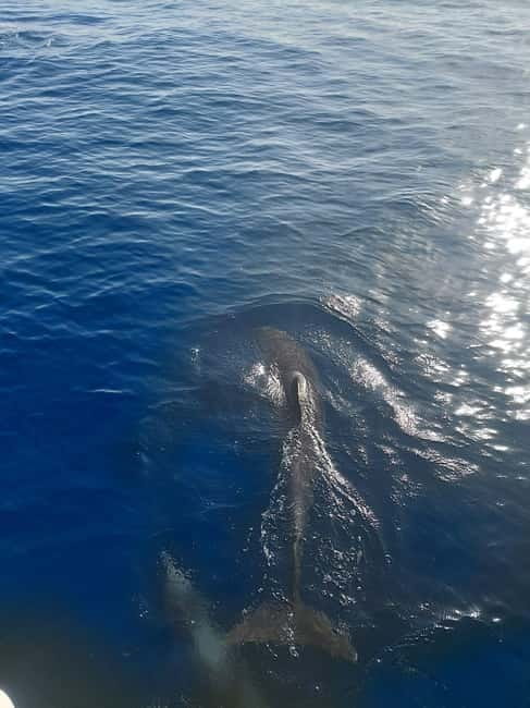 Dolphin watching in Estepona - Searching Estepona Bay for Dolphins