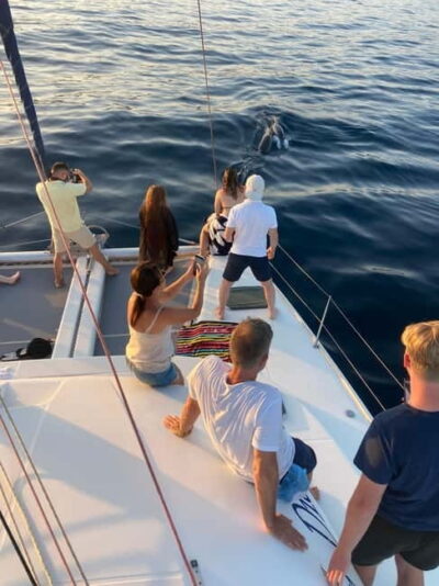 Dolphin watching in Estepona