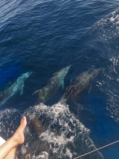 Dolphin watching in Estepona - How to Make the Most of Two Hours