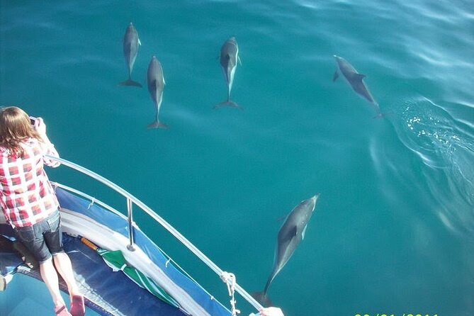 Dolphin Watching in Gibraltar Dolphin Safari V.I.P - Key points to know before you book