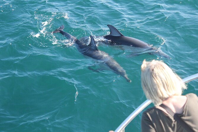 Dolphin Watching in Gibraltar Dolphin Safari V.I.P - Why Gibraltar is such a good place to watch dolphins