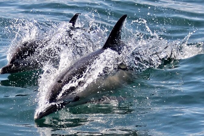 Dolphin Watching in Gibraltar Dolphin Safari V.I.P - Views of Gibraltar, Spain, and Africa