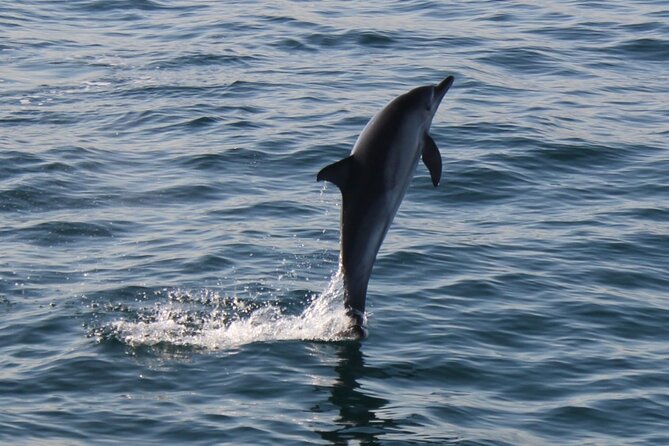Dolphin Watching in Gibraltar Dolphin Safari V.I.P - Is $34 a fair price?