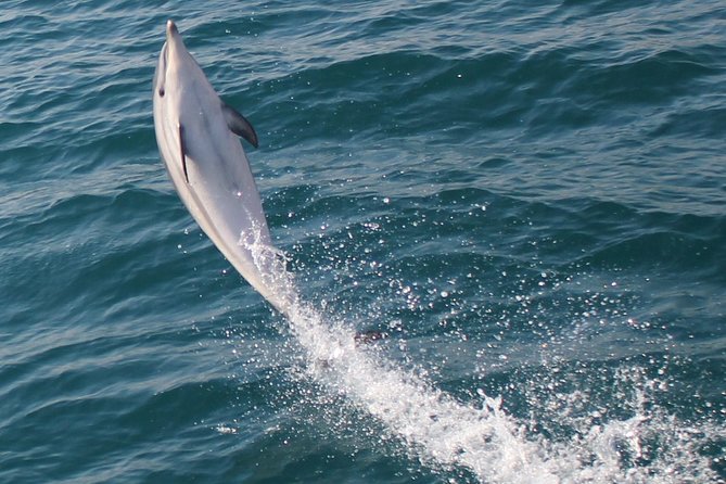 Dolphin Watching in Gibraltar Dolphin Safari V.I.P - Timing, weather, and the practical details