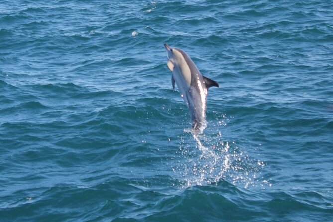 Dolphin Watching in Gibraltar Dolphin Safari V.I.P - What the one-hour cruise is like