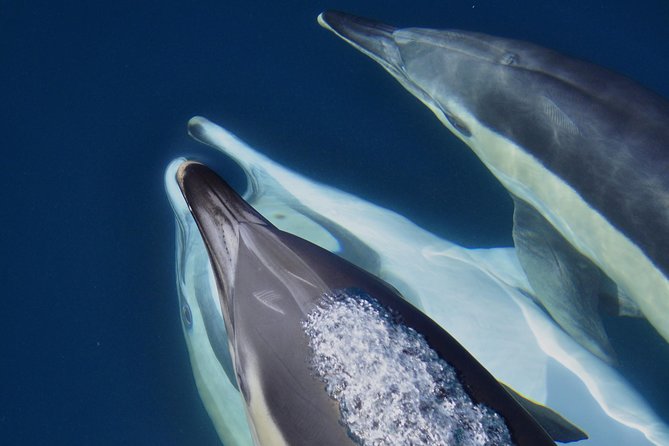 Dolphin Watching in Gibraltar & Fast Track Priority Cable Car - Views from the Bay of Gibraltar