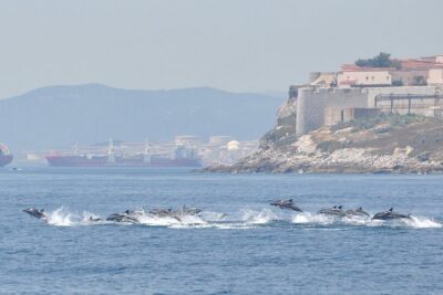 Dolphin Watching in Gibraltar & Fast Track Priority Cable Car