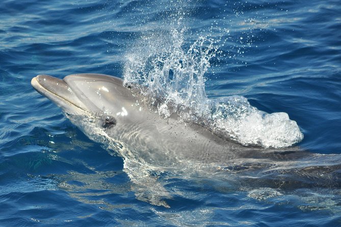 Dolphin Watching in Gibraltar & Fast Track Priority Cable Car - How the cable car part works