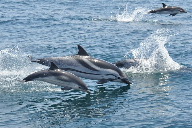 Dolphin Watching in Gibraltar & Fast Track Priority Cable Car - Is $53.02 good value?