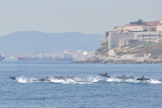Dolphin Watching in Gibraltar & Fast Track Priority Cable Car - What the marine guide adds