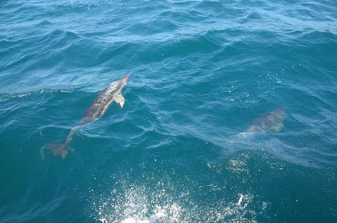 Dolphin Watching in Gibraltar with Dolphin Safari - Is $47.54 good value?