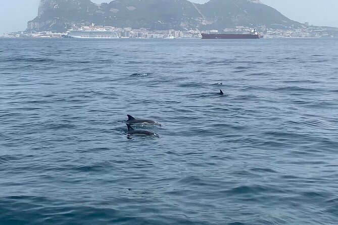 Dolphin Watching in Gibraltar with Dolphin Safari - Who will enjoy this dolphin safari?