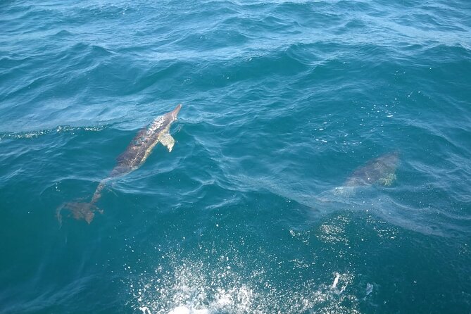 Dolphin Watching in Gibraltar with Dolphin Safari - Weather, timing, and cancellation flexibility