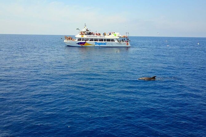 Dolphin Watching in Mallorca (Paguera) - What makes this Paguera boat trip worth considering