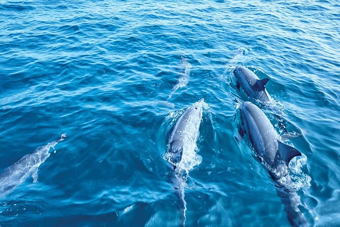 Dolphin Watching in Mallorca (Paguera) - Cala Fornells and the southwest coast