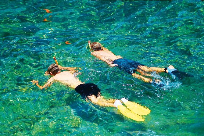 Dolphin Watching in Mallorca (Paguera) - What the $48.27 price delivers