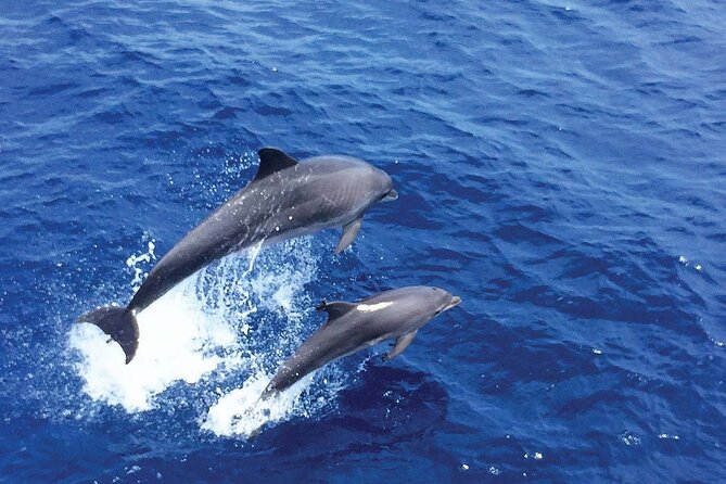 Dolphin Watching in Mallorca (Paguera) - Who will enjoy this experience most