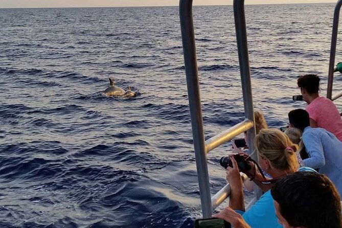 Dolphin Watching in Mallorca (Paguera) - Camp de Mar swimming stop