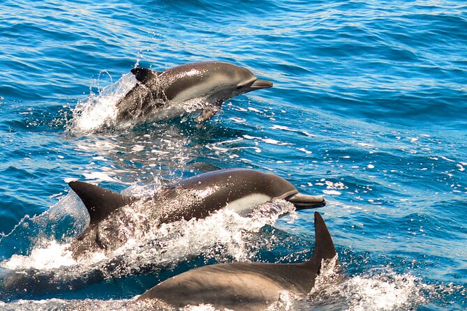 Dolphin-Watching in Marina de Lagos - Key points to know before you book