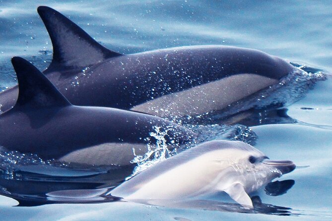 Dolphin-Watching in Marina de Lagos - A 90-minute search across the Atlantic